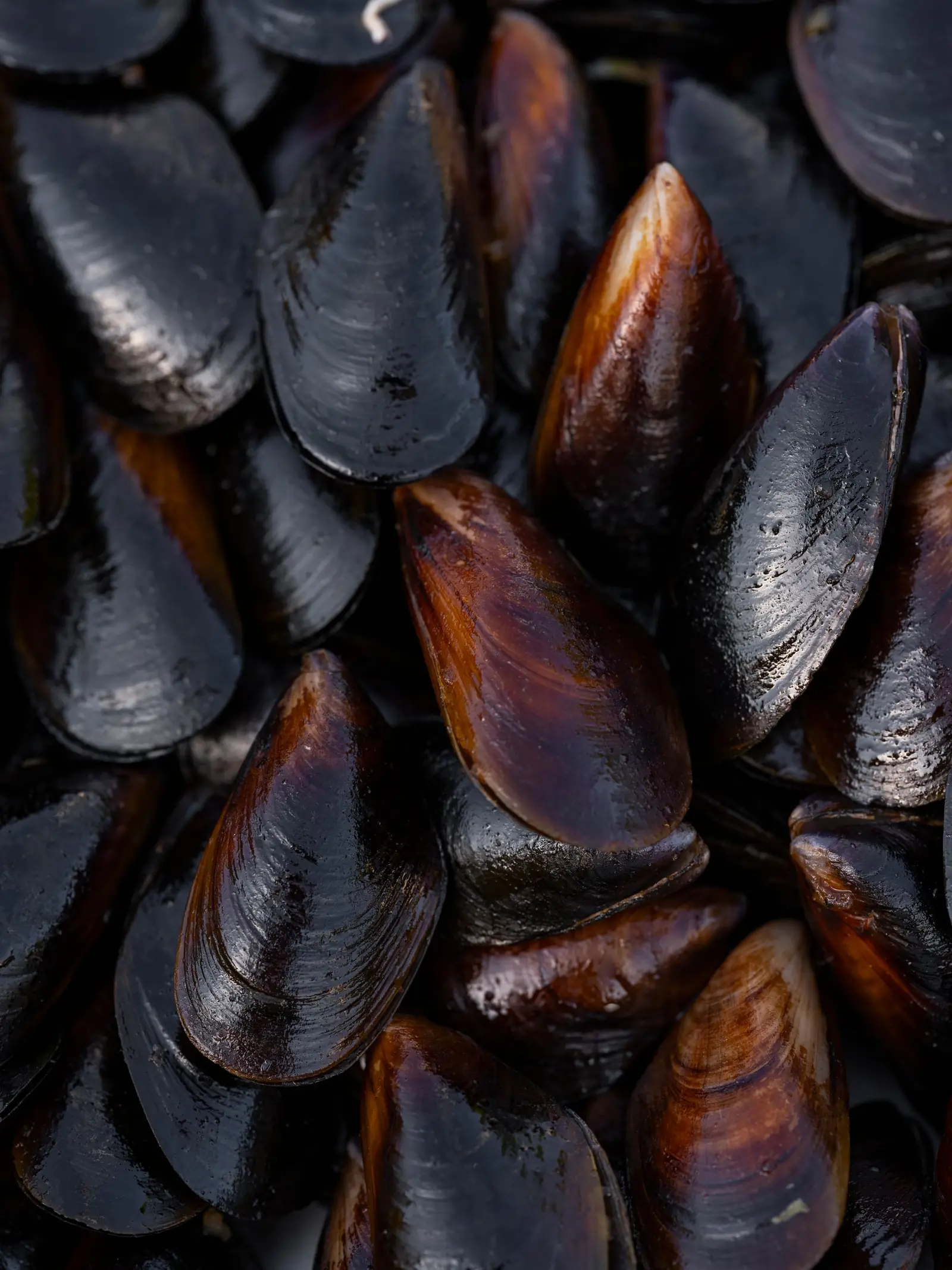 Mejillones frescos