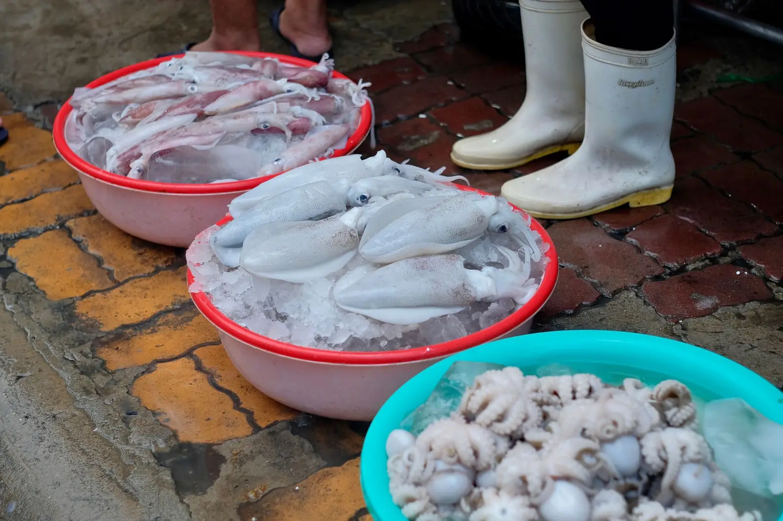 Calamares y pulpo sobre hielo